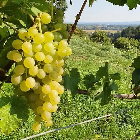 Weingut & Lenhard Langaberg